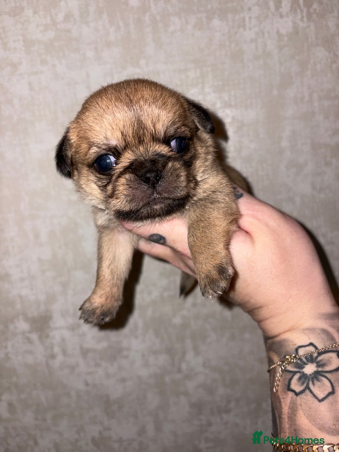 Griffon Bruxellois dogs for sale: Brussels griffons  - Advert 22