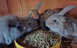 Mixed Breed rabbits for sale: Last Minilop, lionhead, mixed breed baby rabbits. - Image 10