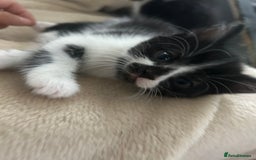 Mixed Breed cats for sale: Beautiful marking very fluffy  - Image 37