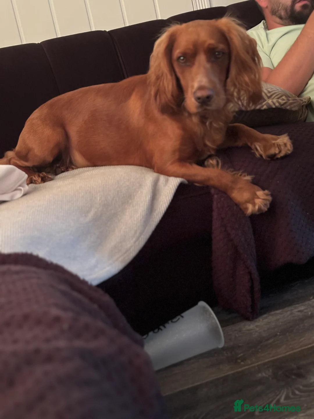 Cocker Spaniel dogs for sale: Juke  - Advert 19