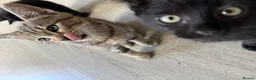 Mixed Breed cats for sale: 5 beautiful kittens males  - Advert 4