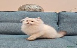 Scottish Fold cats for sale: Excellent Scottish straight kittens  - Advert 23