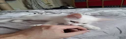 Maine Coon cats for sale: Maine Coon Kittens for Sale - Advert 18