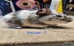 Guinea Pig rodents for sale: Beautiful rare swiss and smooth boys and girls - Image 9