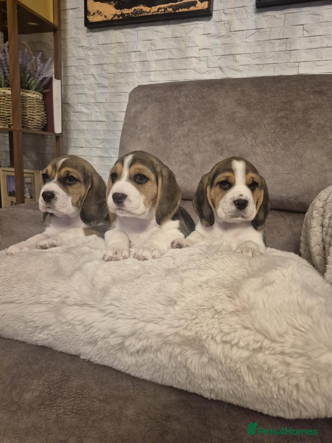 Beagle dogs for sale: Gorgeous tricolor beagles puppy - Advert 1