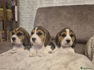 Beagle dogs Gorgeous tricolor beagles puppy - Advert 7
