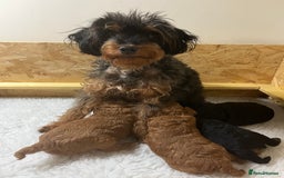 Jackapoo dogs for sale: Adorable (85% Toy Poodle) Jackapoo pups  - Image 12