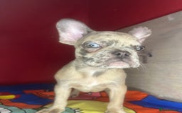 French Bulldog dogs for sale: 🐾 French Bulldog Puppies for Sale - Image 18