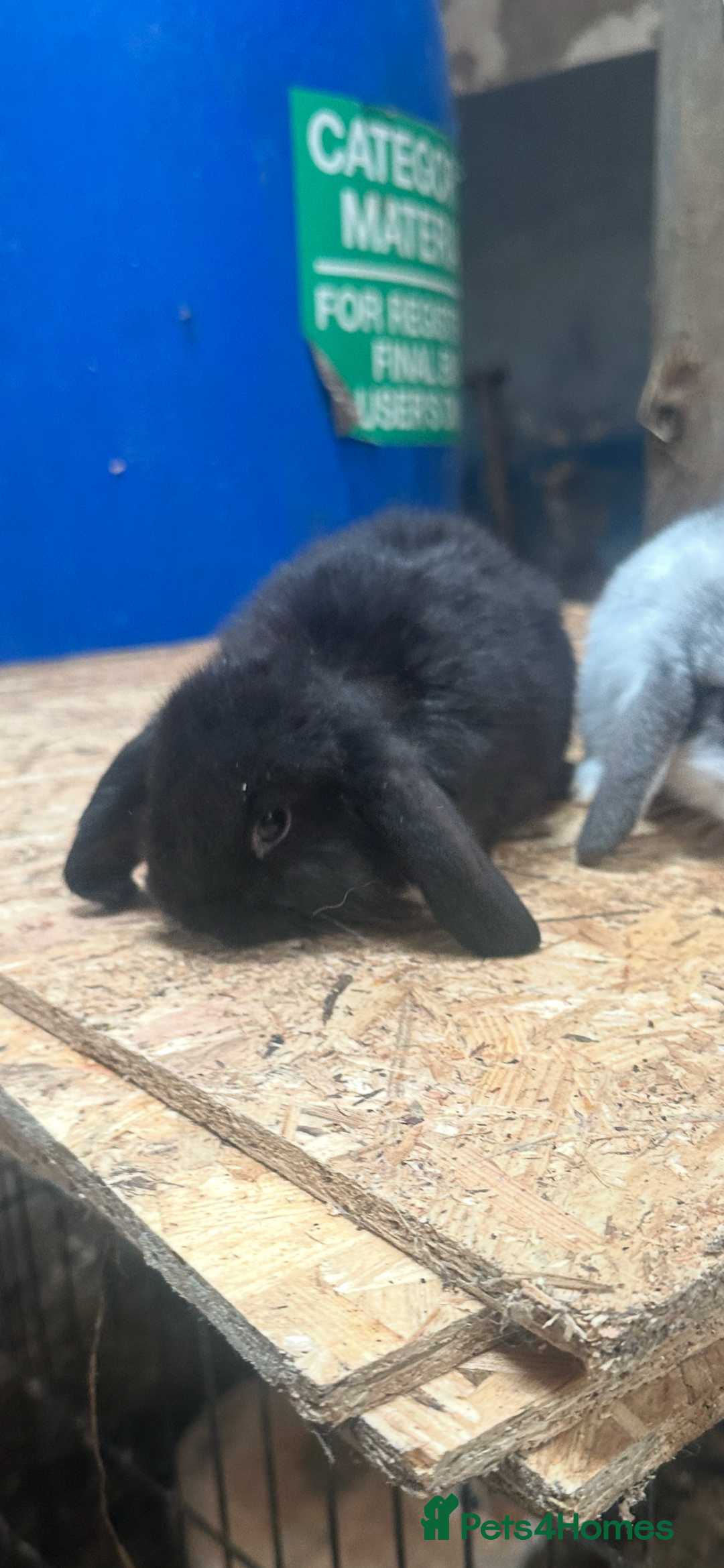 Mini Lop rabbits for sale: 1 solid black girl left mini lops for sale. Ready - Advert 1