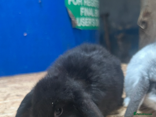 Mini Lop rabbits 1 solid black girl left mini lops for sale. Ready - Advert 7