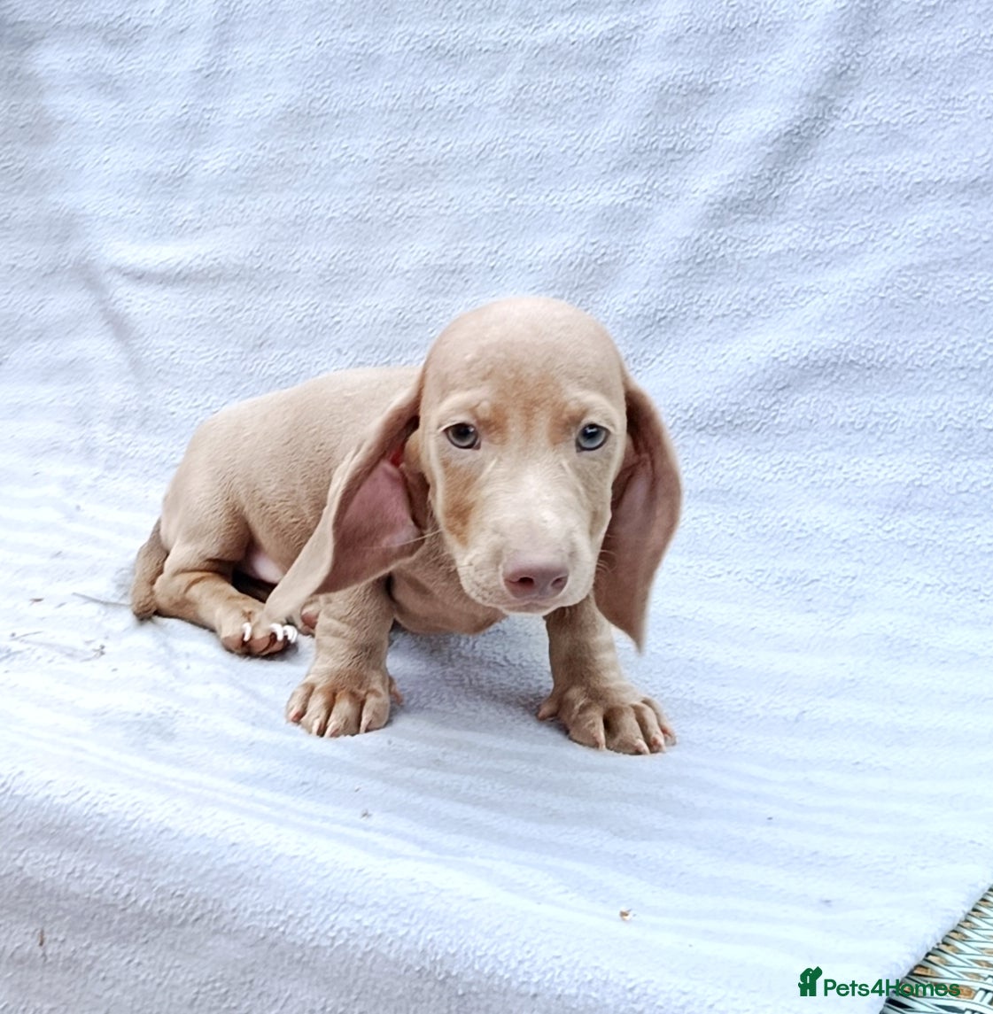 Miniature Dachshund dogs READY NOW  MINIS KC REG PRA CLEAR  - Advert 2