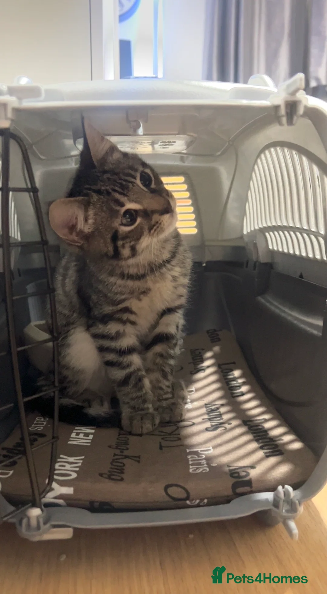 Mixed Breed cats for sale: Discounted Stunning Half Bengal,Savannah Baby Boy - Advert 3