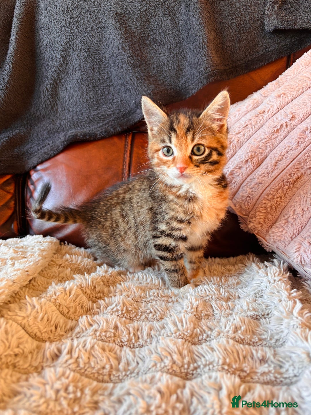 Bengal cats for sale: Mixed bengal male - Advert 3