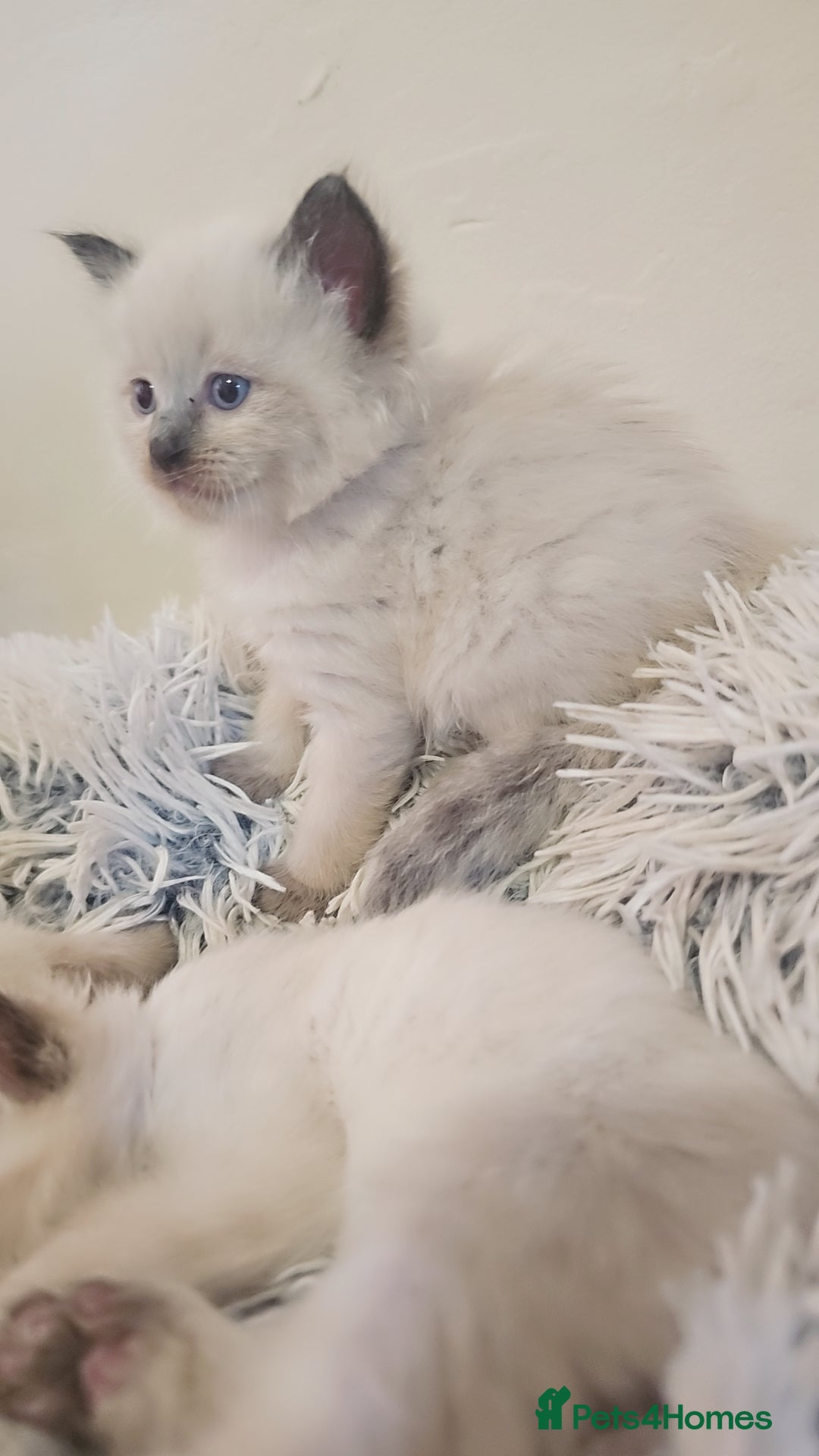 Ragdoll cats for sale: *READY TO LEAVE*beautiful Ragdoll babies for sale  - Image 15