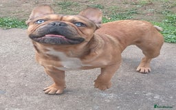 French Bulldog dogs for stud: Mr cryptic - Image 3