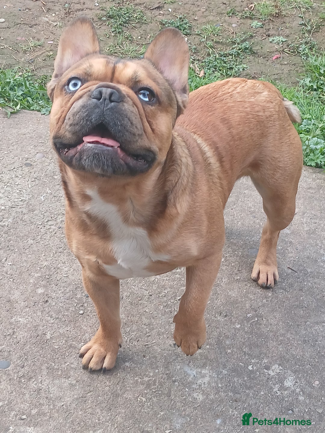 French Bulldog dogs for stud: Mr cryptic - Image 3