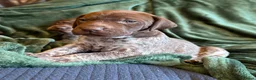 German Shorthaired Pointer dogs for sale: KC German Shorthaired Pointer Puppies - Advert 5