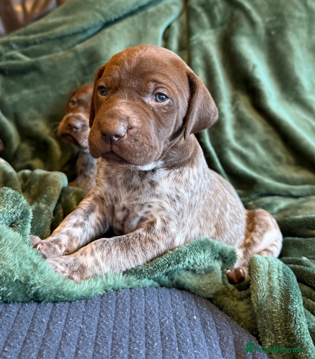 German Shorthaired Pointer dogs for sale: KC German Shorthaired Pointer Puppies - Advert 5