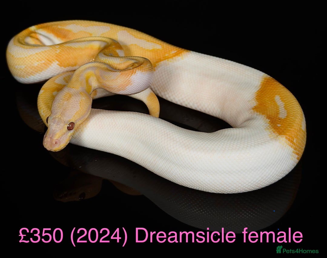 Python Snake reptiles for sale: Various royals for sale. (Reduced)  - Advert 1