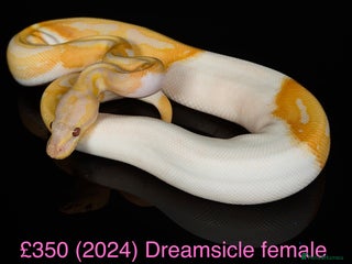 Python Snake reptiles Various royals for sale. (Reduced) - Advert 1