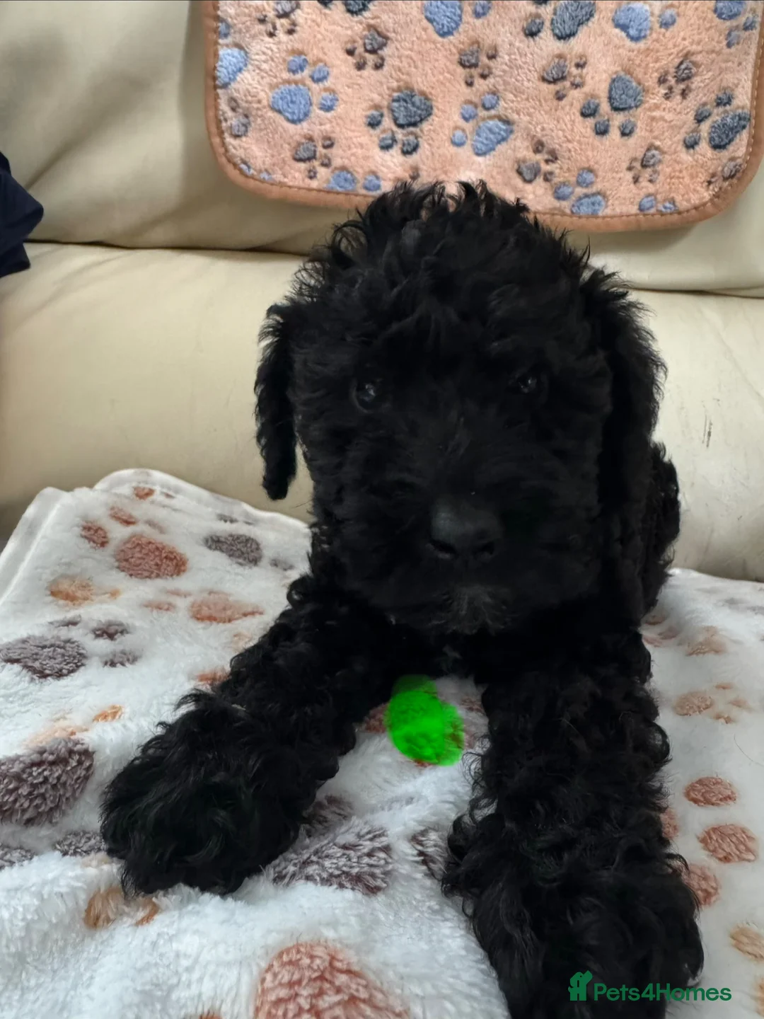 Schnoodle dogs for sale: F1 miniature schnoodles  - Advert 2