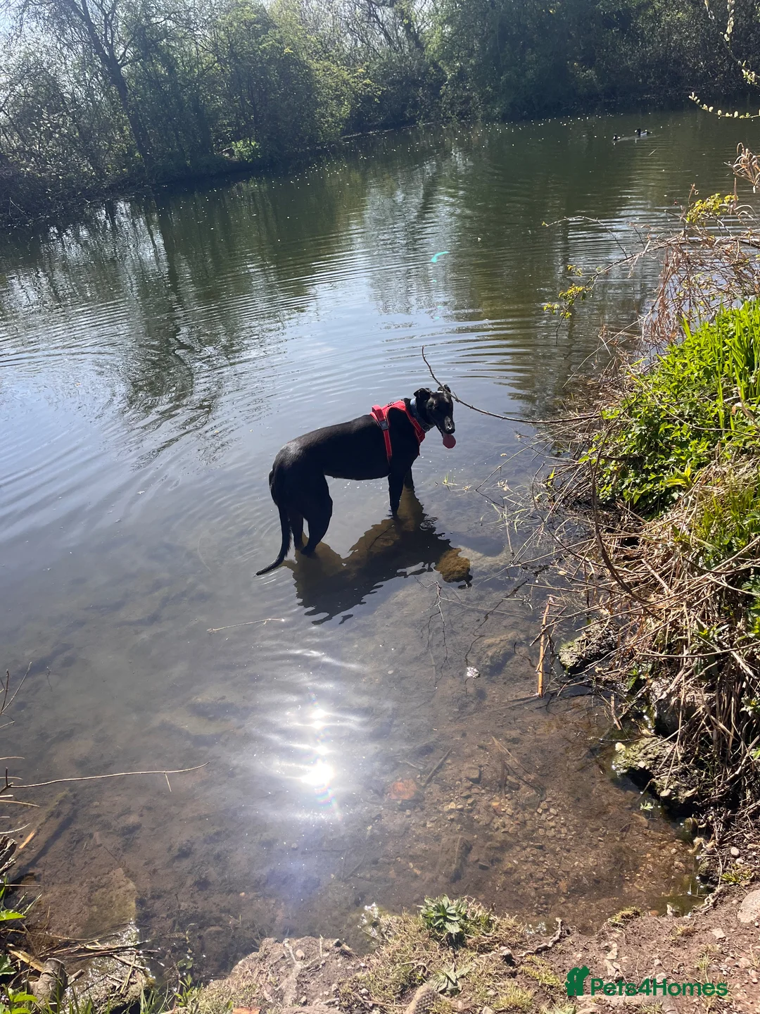 Greyhound dogs for sale: Greyhound - Rosie 4 years old  in Nottingham - Advert 7