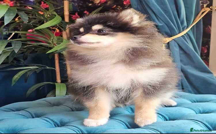Pomsky dogs - Advert 1