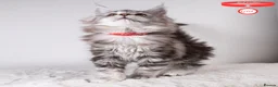 Maine Coon cats for sale: XL Stunning Maine Coon / TICA /Ready - Advert 5