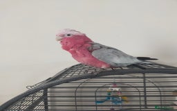 Cockatoo birds for sale: Sheldon the Pink Cockatoo - Image 1
