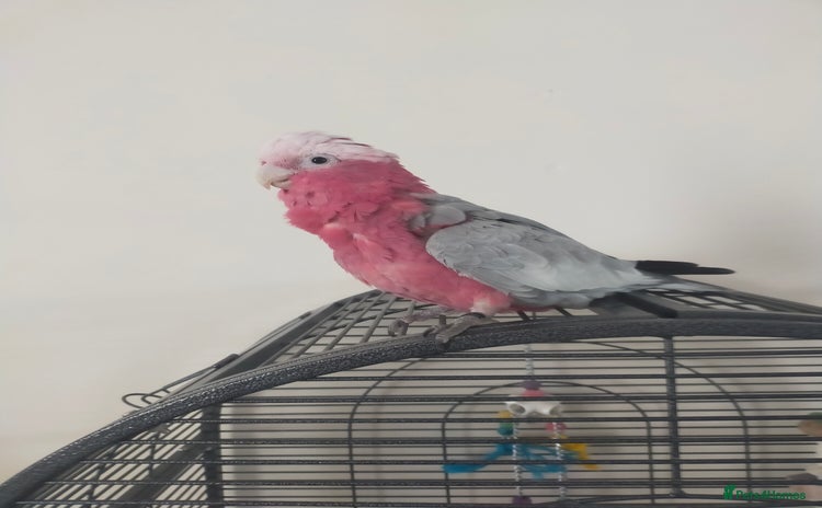 Cockatoo birds - Advert 1