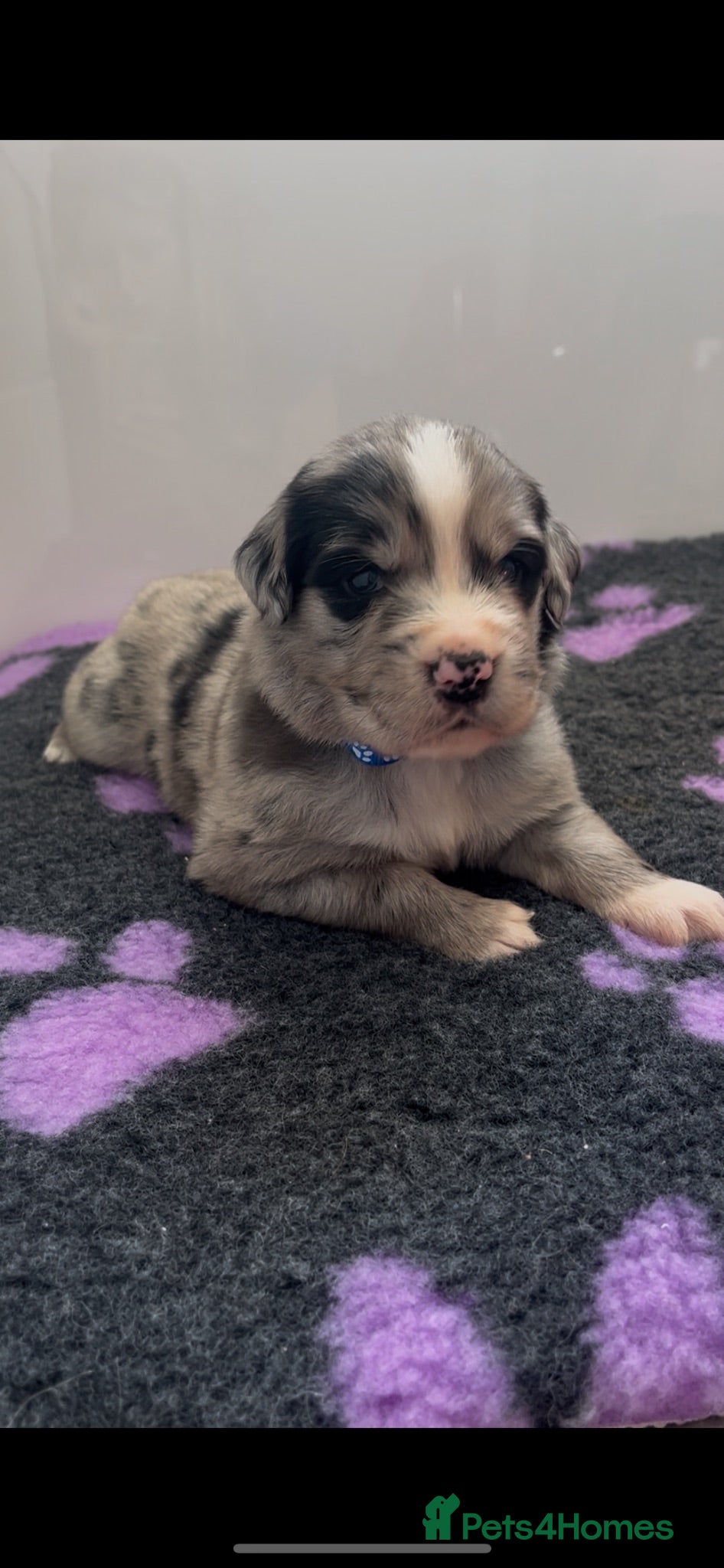 Mixed Breed dogs Golden Retriever x Australian Shepherd Puppies - Advert 2
