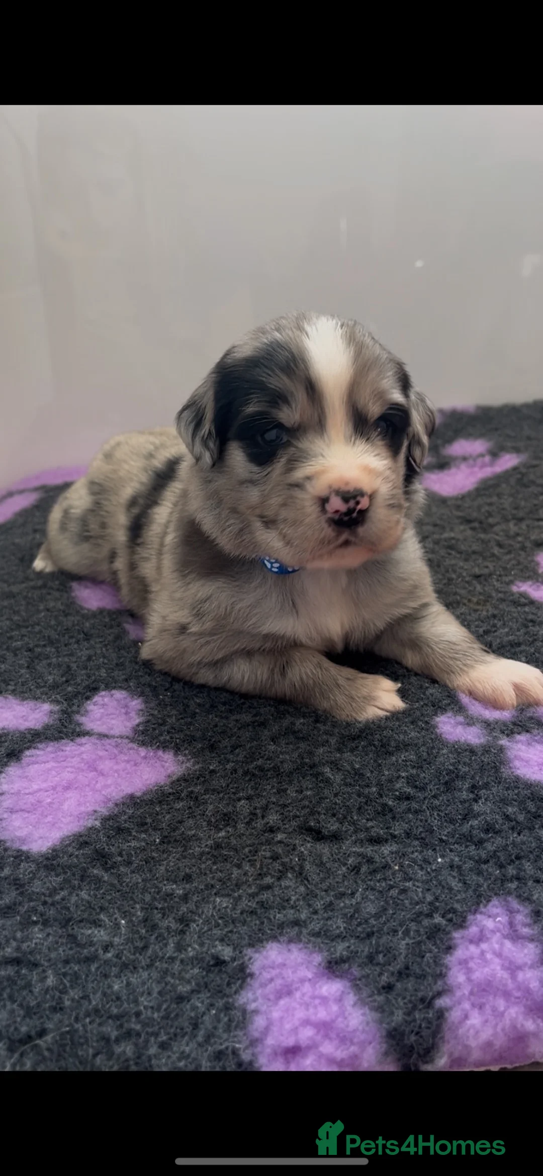 Mixed Breed dogs for sale: Golden Retriever x Australian Shepherd Puppies - Advert 2