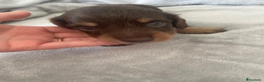 Dachshund Puppy 1