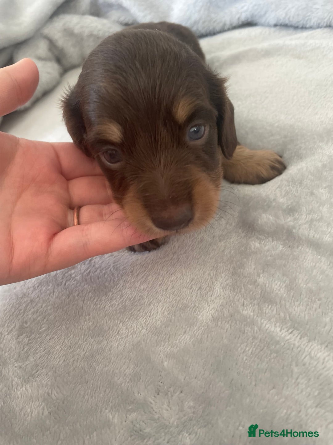 Dachshund dogs for sale: 6 boy dachshund puppies  - Advert 3