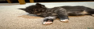 2. Tabby Boy