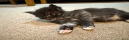 Maine Coon cats for sale: Norwegian Forest x Maine Coon Kittens 🐾 - Advert 9
