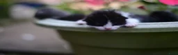Mixed Breed cats for sale: B&W Kitten looking 4 home  - Advert 18