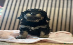 Mixed Breed dogs for sale: Golden mountain doodles  - Advert 4