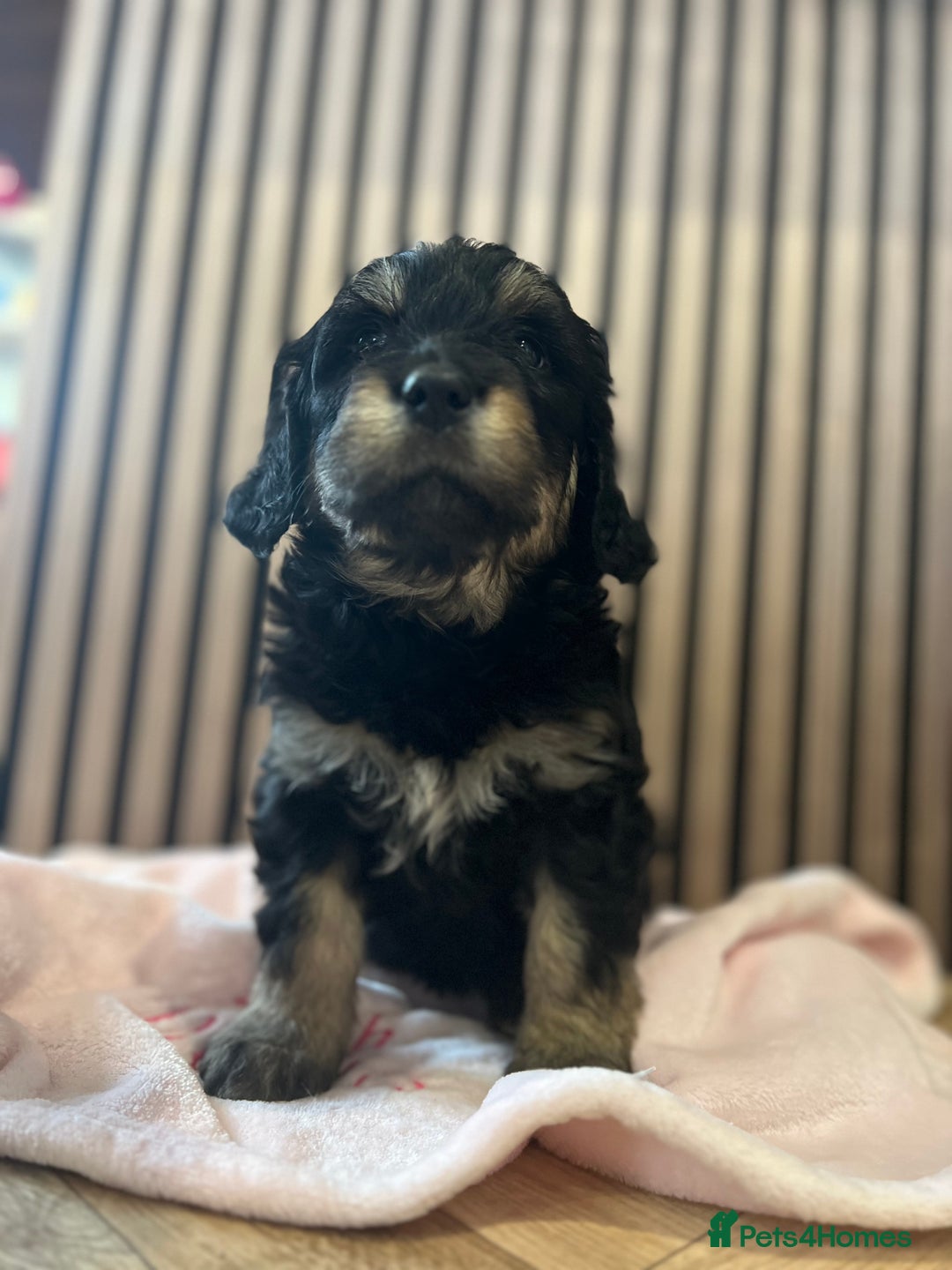 Mixed Breed dogs for sale: Golden mountain doodles  - Advert 4