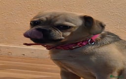 Frug dogs for sale: Lulu  - Image 2