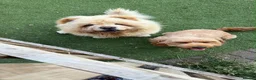 Cockapoo dogs for sale: 🎀 Fizz, a very special Cockapoo girl 🩷 - Advert 31
