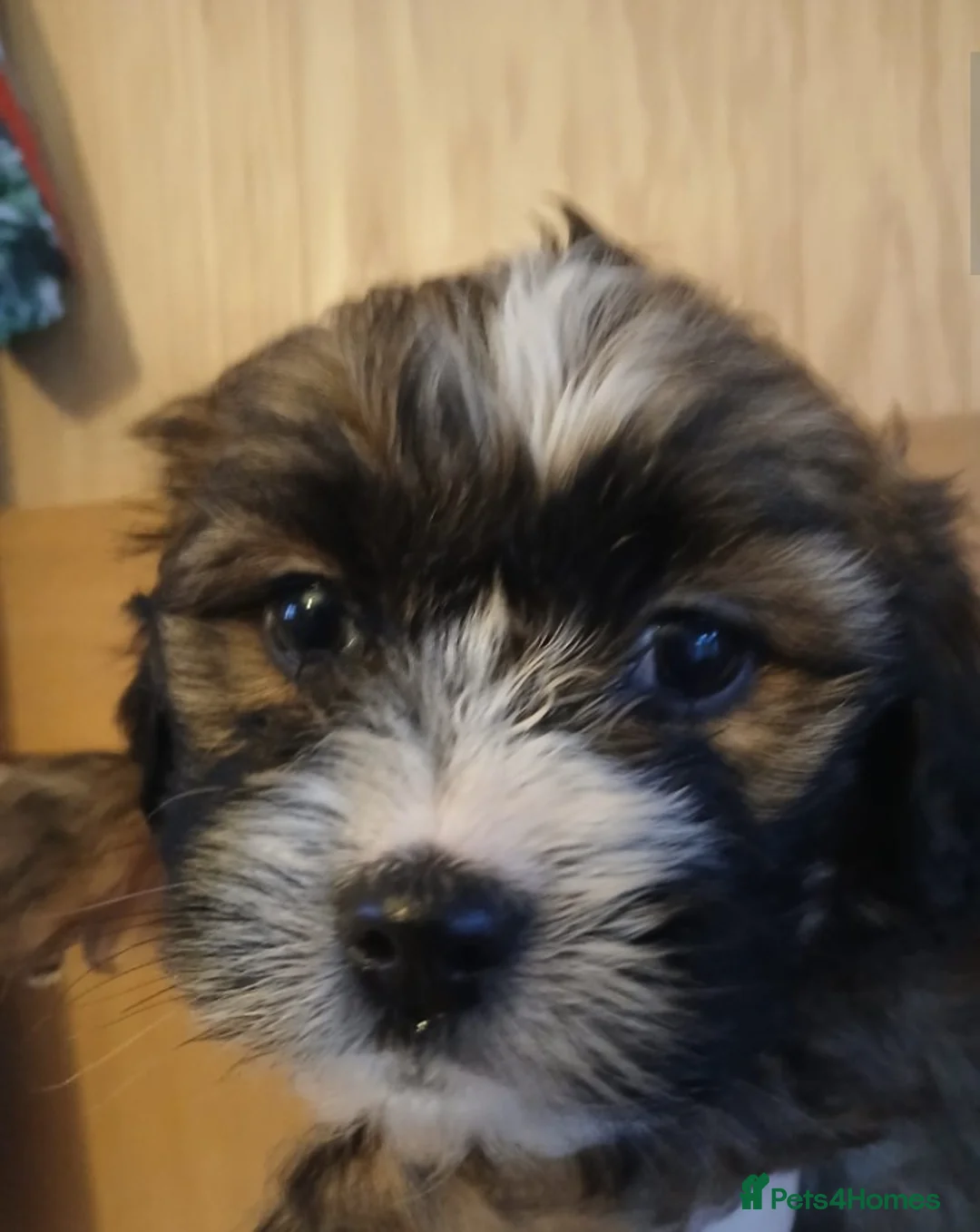 Mixed Breed dogs for sale: 4 beautiful female shipoos available now  - Advert 4