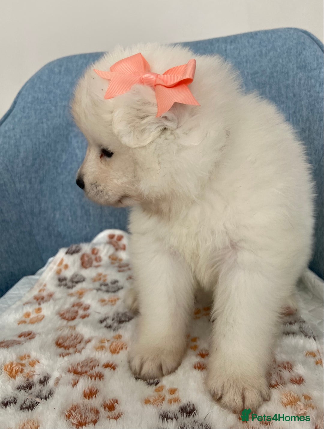 Samoyed dogs for sale: Beautiful Samoyed puppies  - Image 16