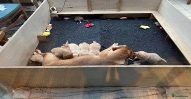 Labrador Retriever dogs Pure bred Labrador retriever pups  - Advert 3