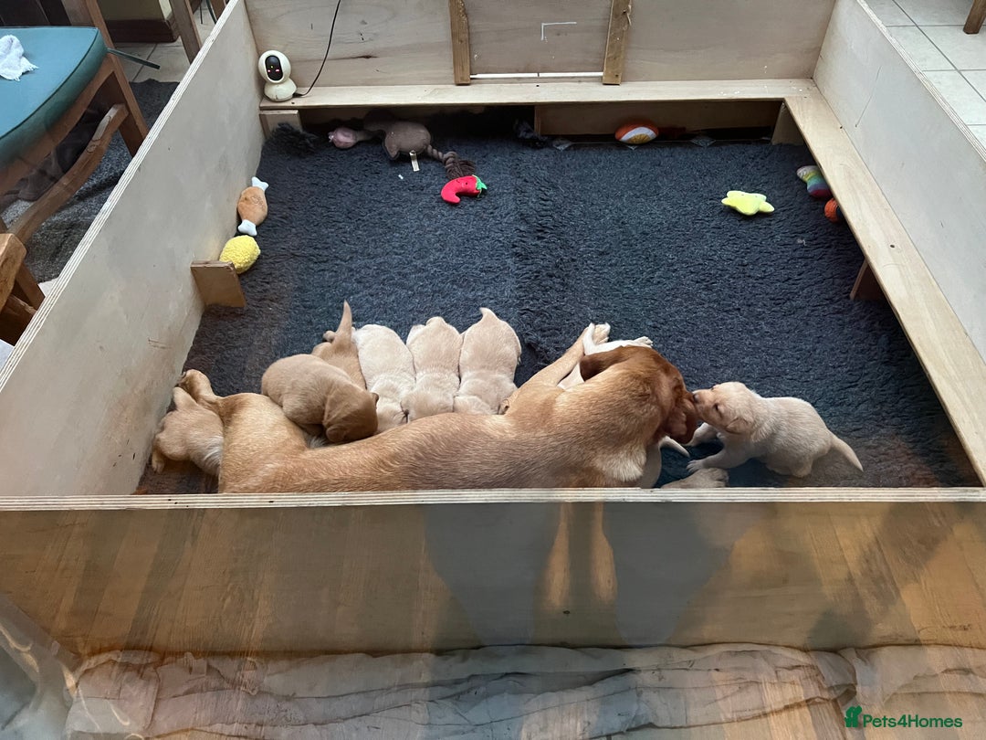 Labrador Retriever dogs for sale: Pure bred Labrador retriever pups  - Advert 3