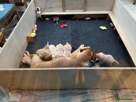 Labrador Retriever dogs Pure bred Labrador retriever pups - Advert 12