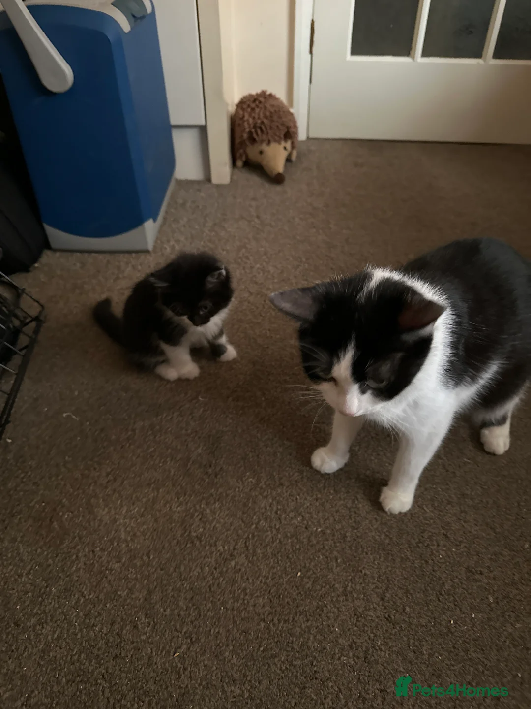 Mixed Breed cats for sale: Black and white male kitten  - Advert 2