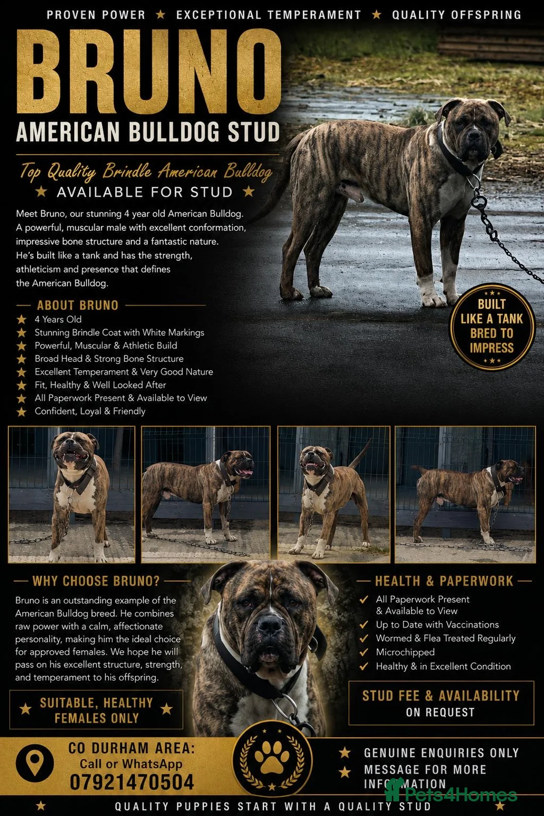 American Bulldog dogs for stud: Stud Bruno  - Advert 1