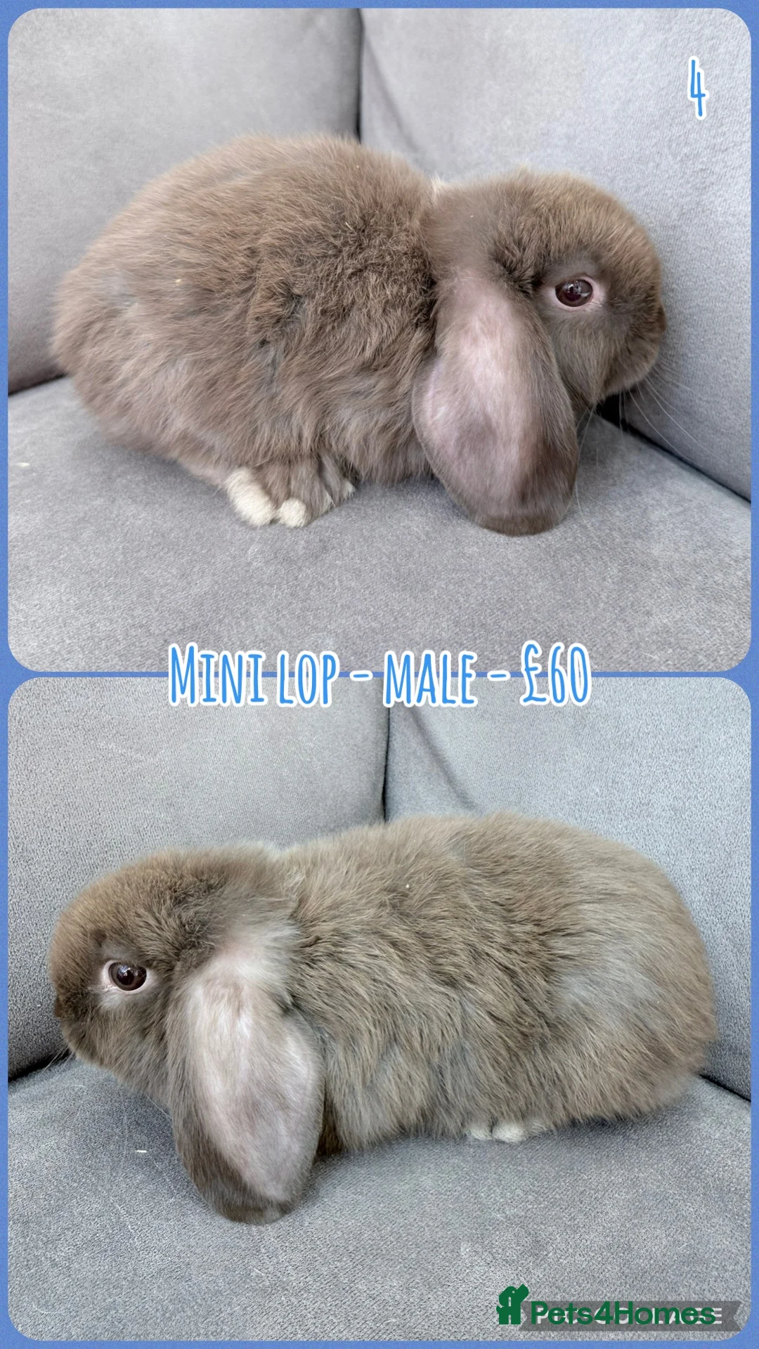 Mini Lop rabbits for sale: Mini Lop Baby Rabbits - Advert 2