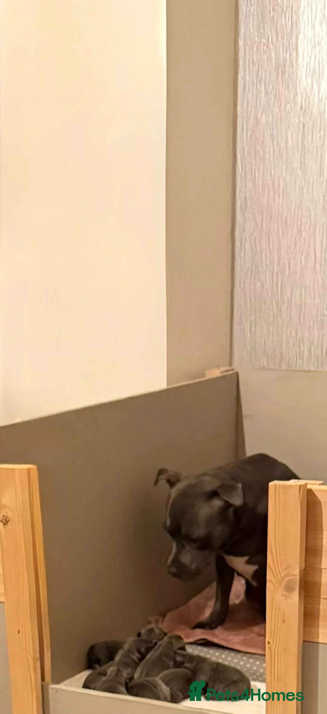 Staffordshire Bull Terrier dogs for sale: SUPERIOR BLUE STAFFORDSHIRE BULL TERRIER PUPS  - Advert 8